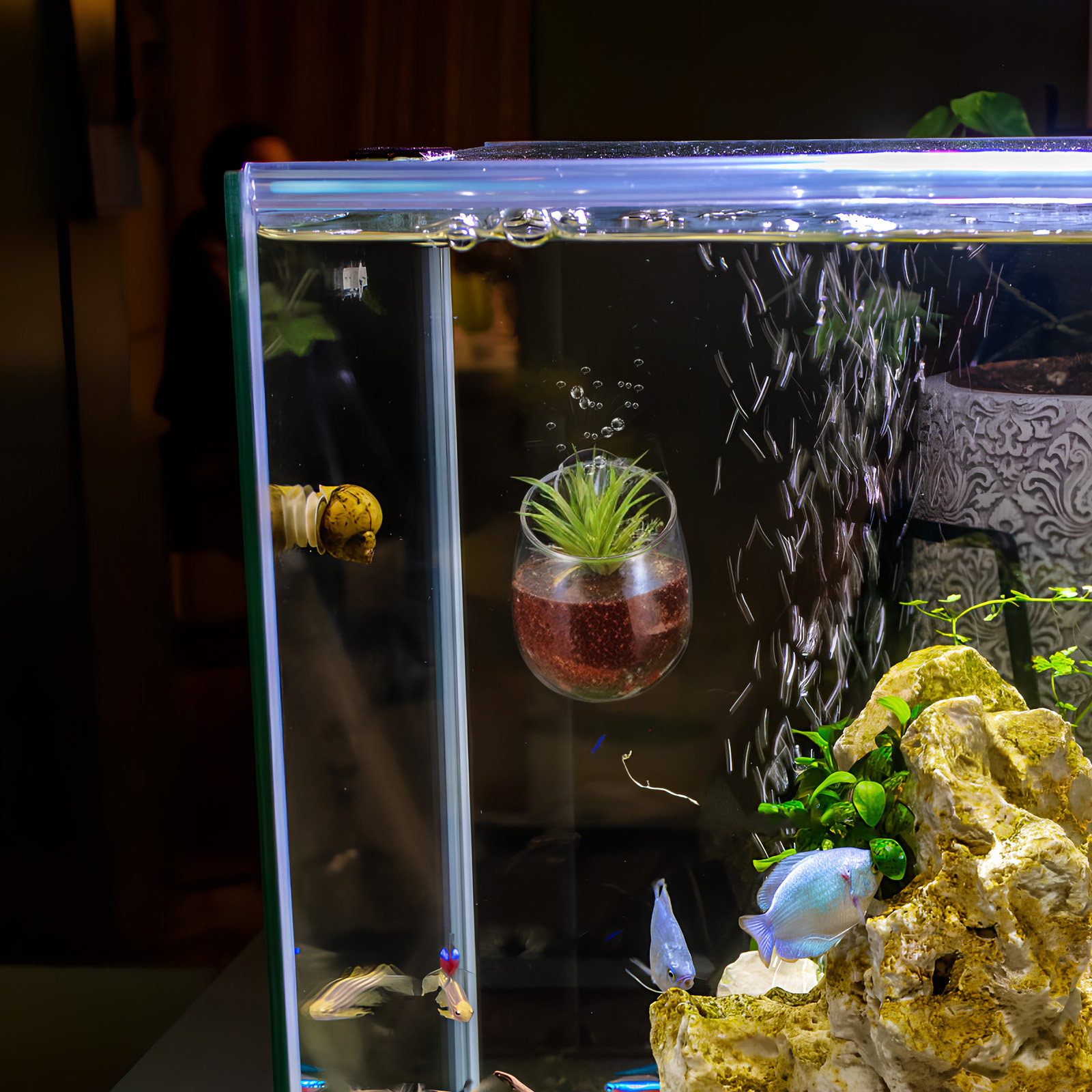 Aquarium Planted Wall - 2 stuks aquariumplantenhouder van helder glas,