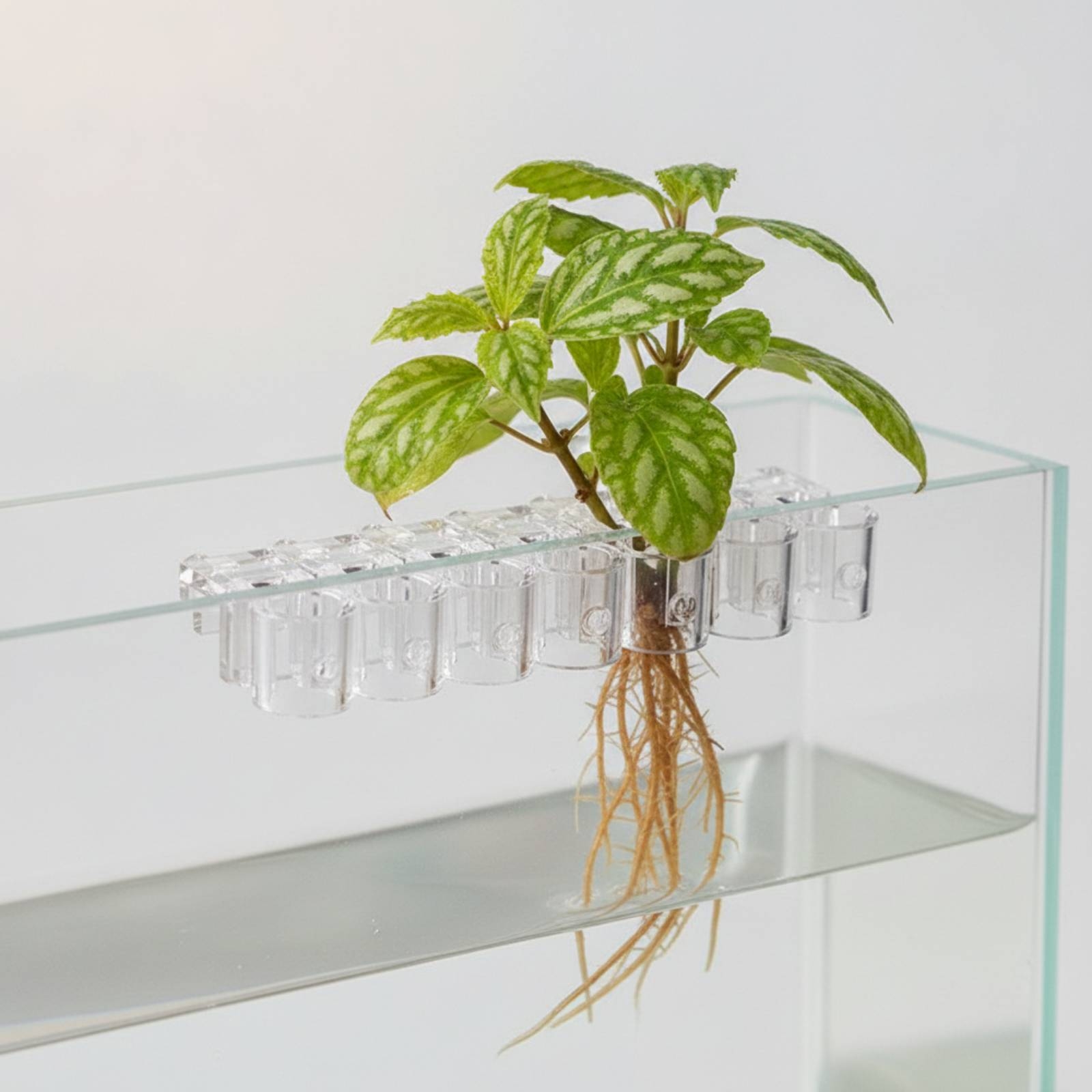 6 stuks Aquarium Planter Clear - Aquarium Plant recensie en prijs