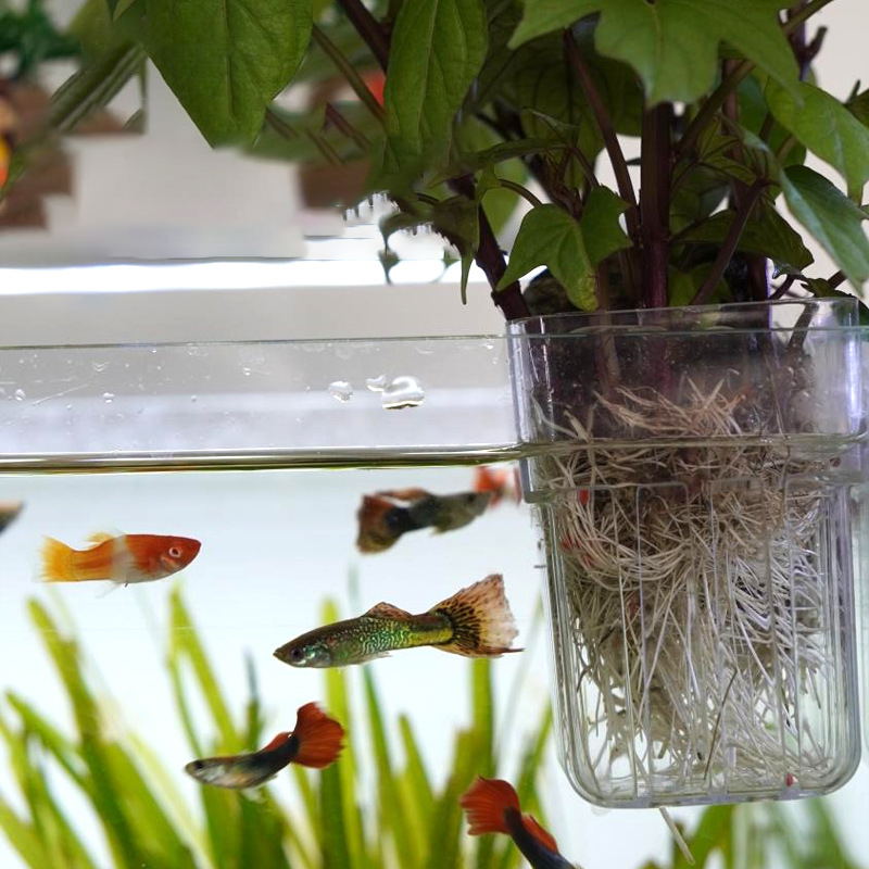 Aan de muur gemonteerde hydroc - Aquarium Planted Wall recensie en prijs