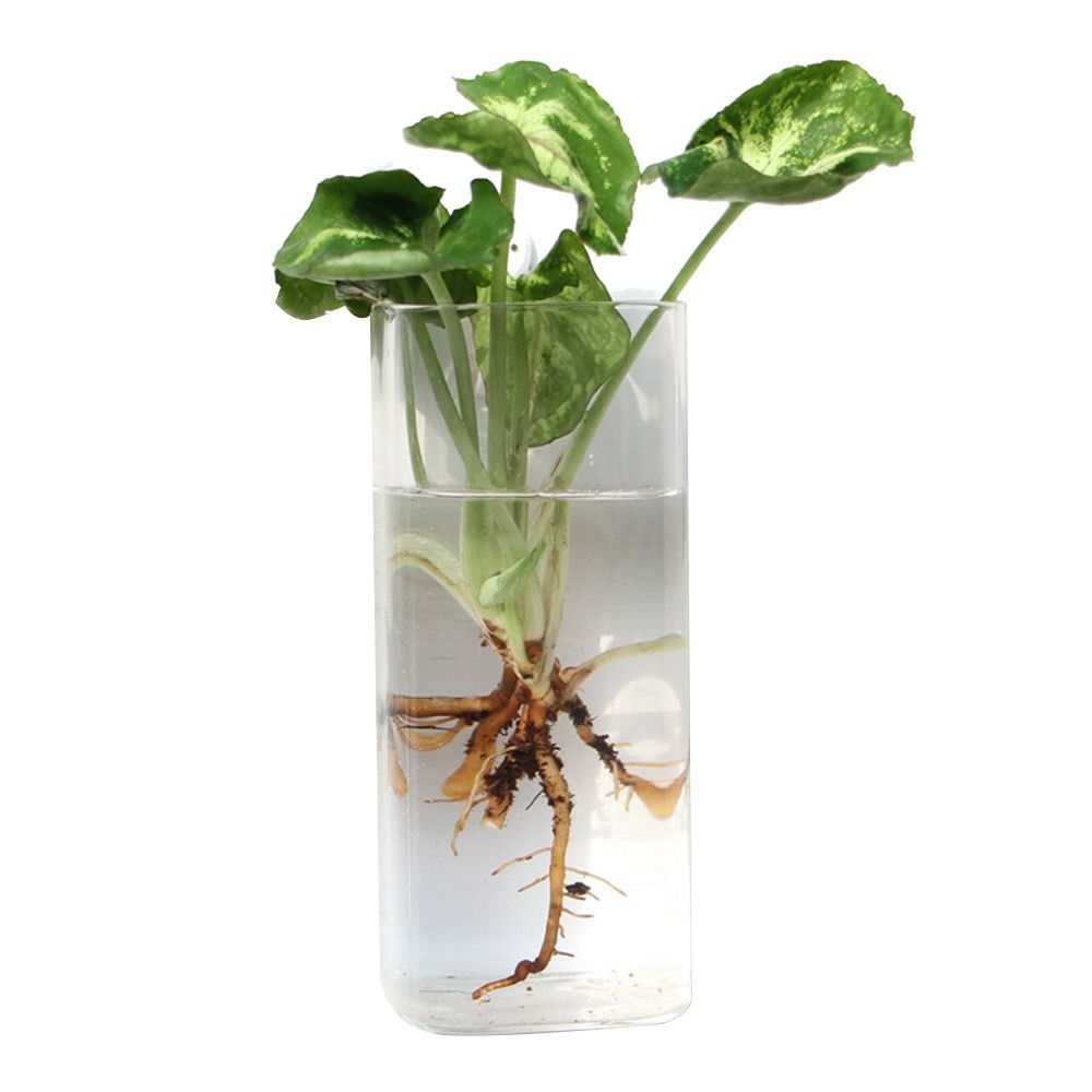 Kegelvorm muurhangende vaas tr - Aquarium Planted Wall recensie en prijs