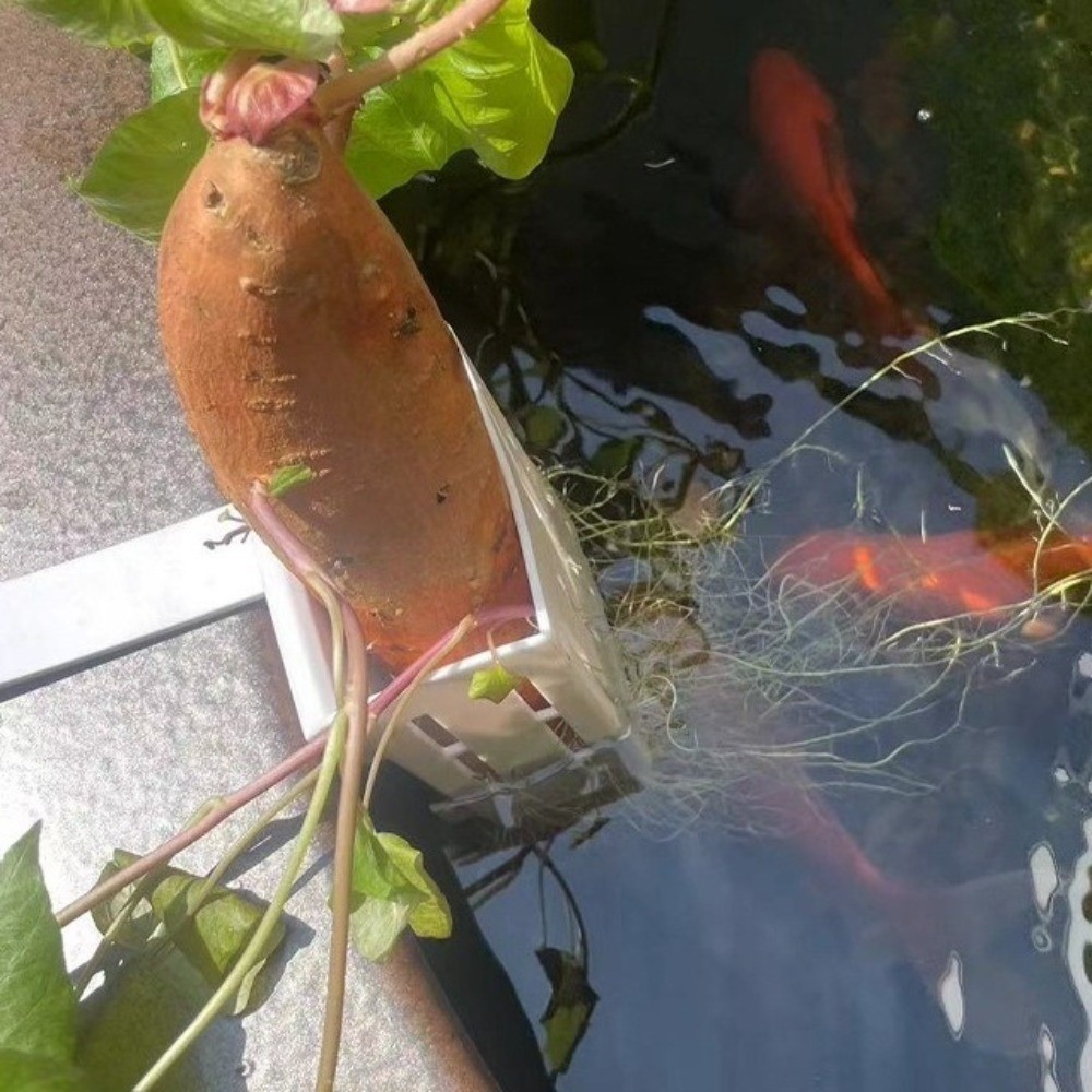 Aan de muur gemonteerde aquari - Aquarium Planted Wall recensie en prijs