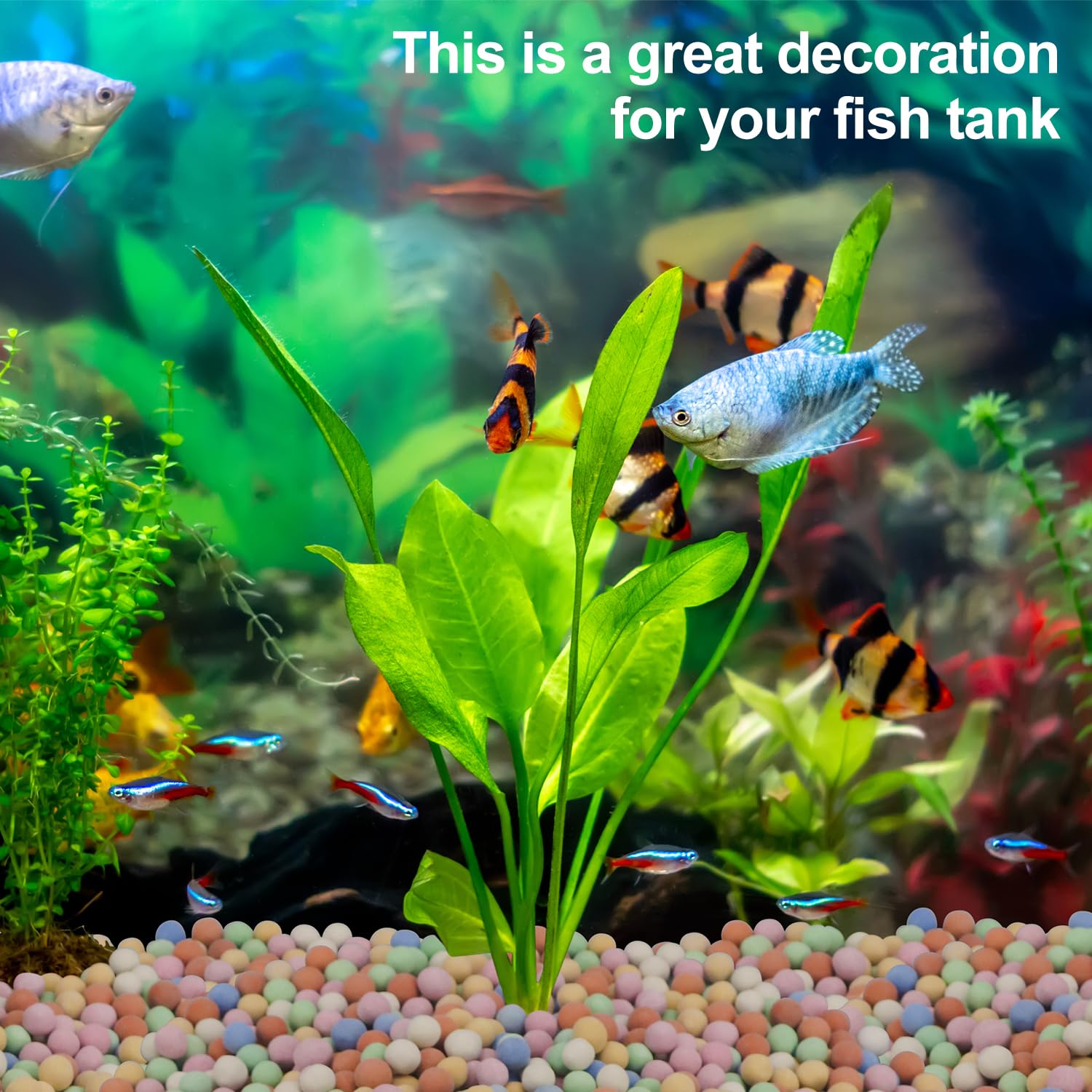 Hydrocultuur Plant Decoratieve - Aquasoil Substrate recensie en prijs