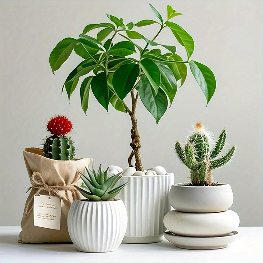 200/400g Witte Hooggepolijste  - Aquarium Plant recensie en prijs
