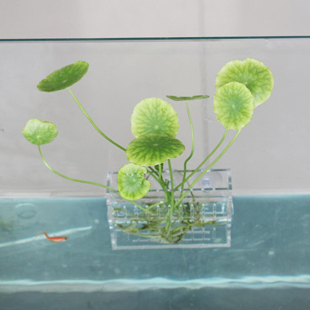 Aquatische plantenhouder van a - Aquarium Planted Wall recensie en prijs
