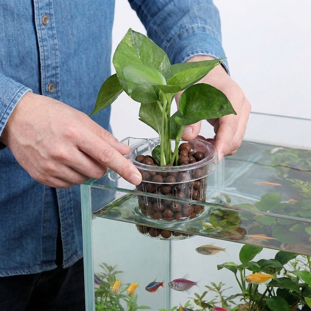 Transparante aquariumplantenba - Aquarium Planted Wall recensie en prijs